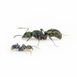 Preview: Rhytidoponera metallica